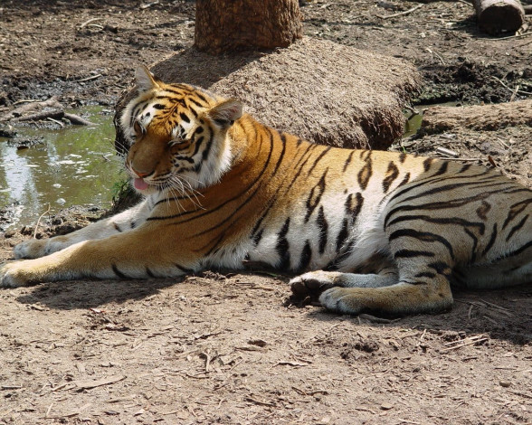 Обои картинки фото животные, тигры