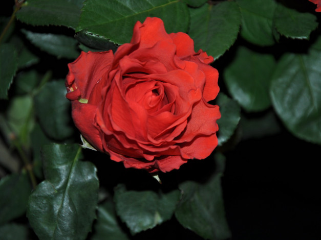 Обои картинки фото цветы, розы