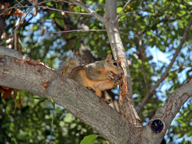 Обои картинки фото животные, белки
