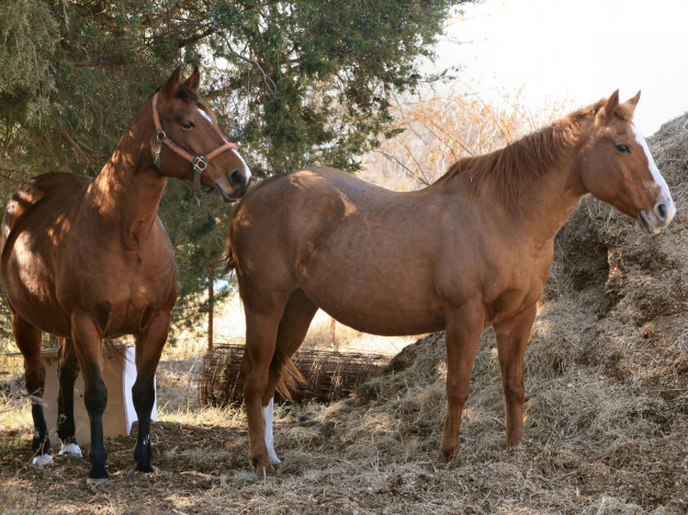 Обои картинки фото животные, лошади