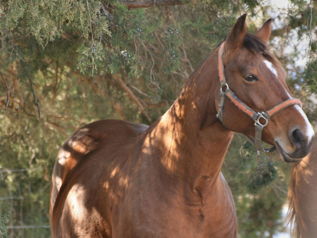 Обои картинки фото животные, лошади