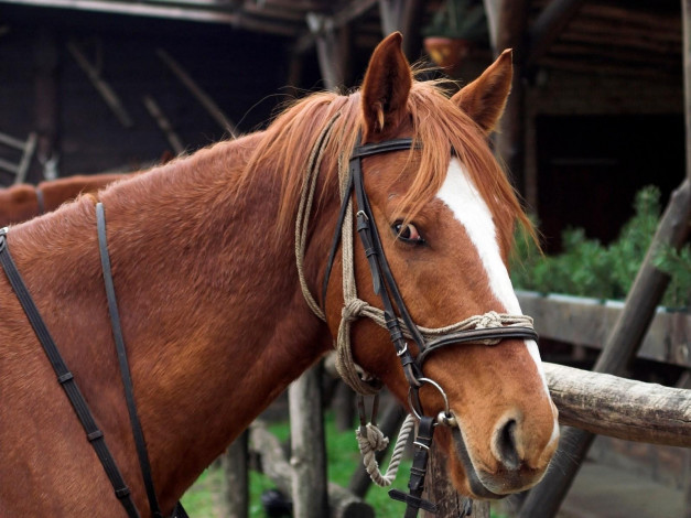 Обои картинки фото животные, лошади