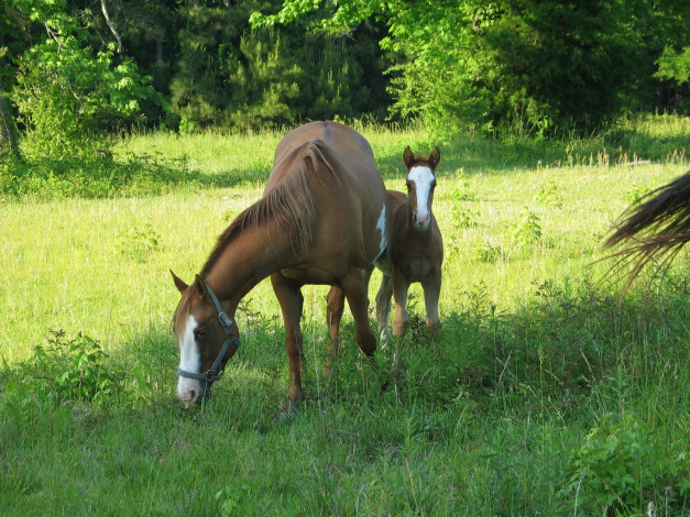 Обои картинки фото животные, лошади