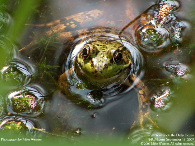 Обои картинки фото животные, лягушки