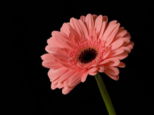 Картинка цветы герберы