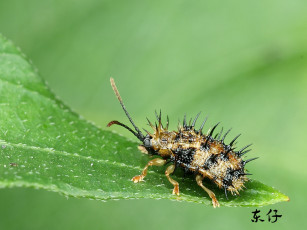 Картинка животные насекомые