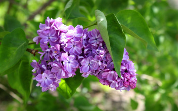 Картинка цветы сирень