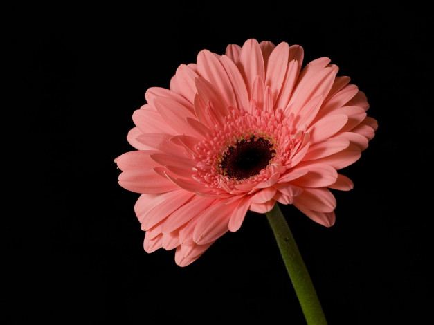 Обои картинки фото цветы, герберы