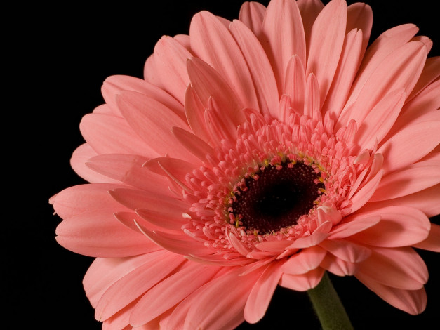 Обои картинки фото цветы, герберы