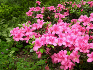Картинка азалия цветы рододендроны азалии