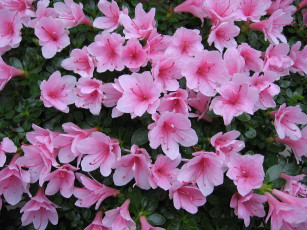 Картинка азалия цветы рододендроны азалии