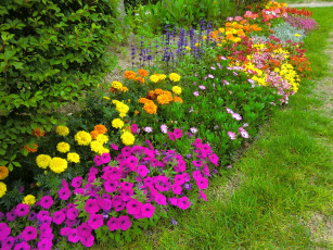 Картинка цветы разные вместе кусты трава листья