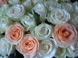 Картинка цветы розы бутоны