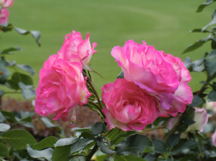 Картинка цветы розы куст листья