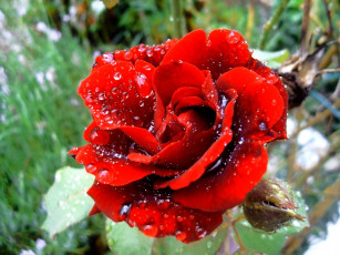 Картинка цветы розы rose