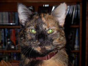 Картинка животные коты cat