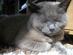 Картинка животные коты спящий кот