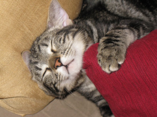 Картинка животные коты спящий кот