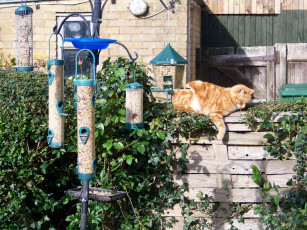 Картинка животные коты спящий рыжий кот