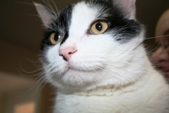 Картинка животные коты cat