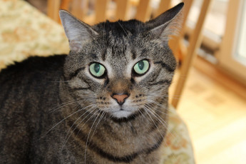 Картинка животные коты cat