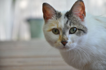 Картинка животные коты cat глаза