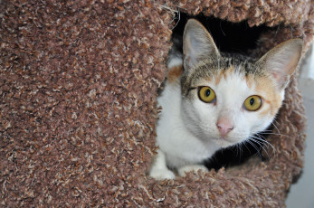 Картинка животные коты кот в домике