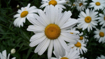 Картинка ромашка цветы ромашки большая крупно