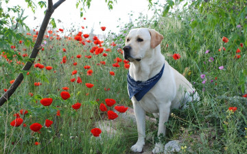 Картинка животные собаки маки лабрадор