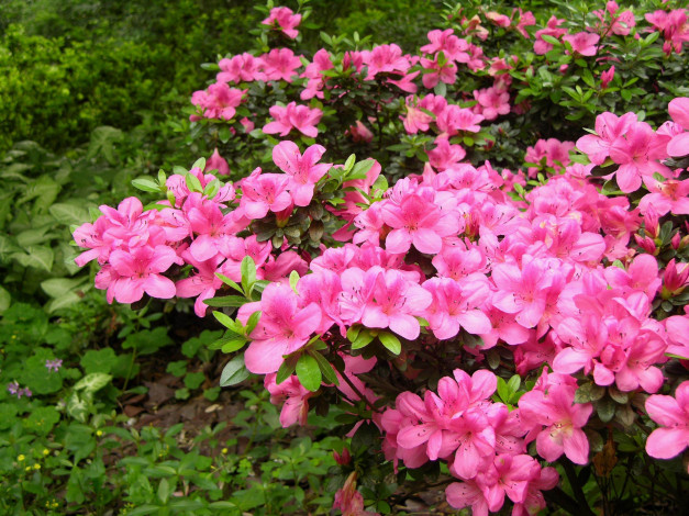 Обои картинки фото азалия, цветы, рододендроны, азалии