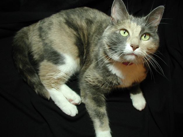 Обои картинки фото животные, коты