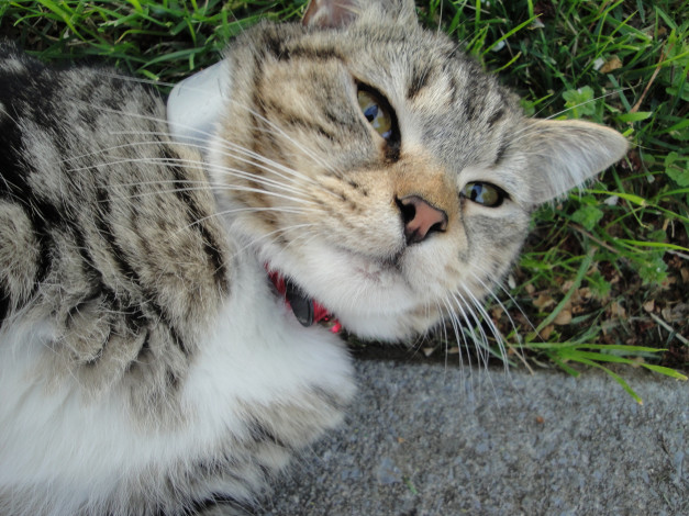 Обои картинки фото животные, коты, cat