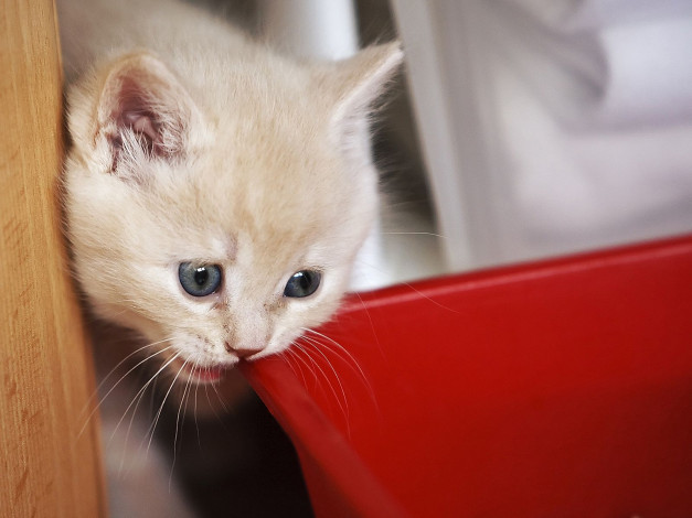 Обои картинки фото животные, коты, котенок