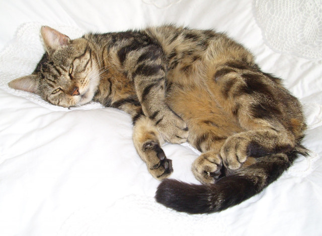 Обои картинки фото животные, коты, cat