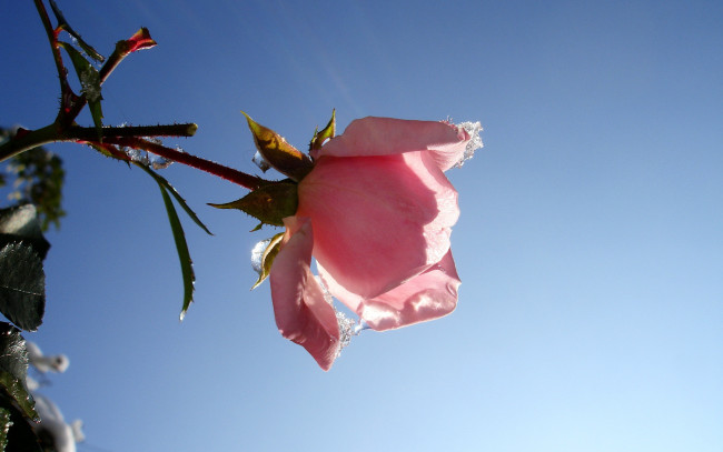 Обои картинки фото цветы, розы, снег