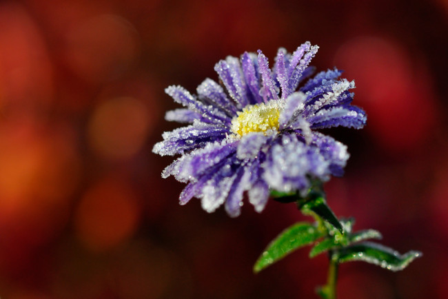 Обои картинки фото цветы, мпкро, иней