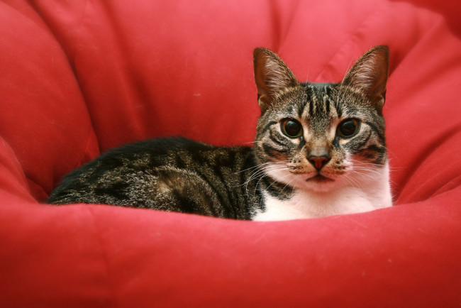 Обои картинки фото животные, коты, cat