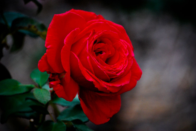 Обои картинки фото цветы, розы, rose