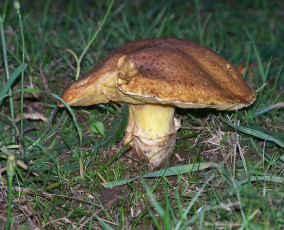 Картинка природа грибы гриб