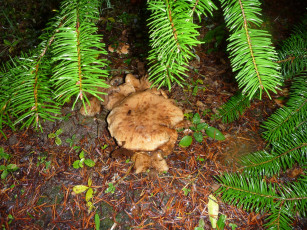 Картинка природа грибы гриб хвоя