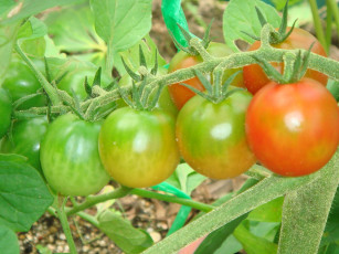 Картинка природа плоды помидор томаты