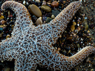 Картинка животные морские звёзды морская звезда