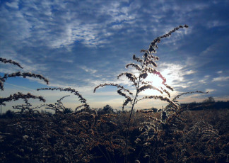 Картинка природа восходы закаты трава луг закат