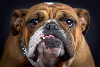Картинка животные собаки булюдог морда