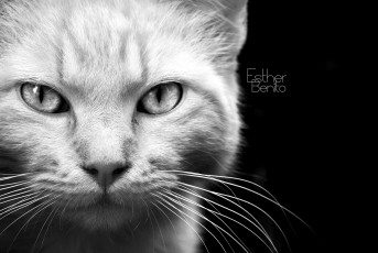 Картинка животные коты морда взгляд