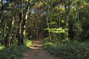 Картинка природа дороги тропинка лес