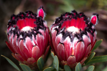 обоя цветы, протея, экзотика