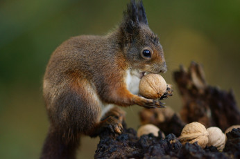Картинка животные белки зверек орех обед