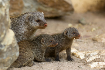 Картинка животные мангусты мама малыши