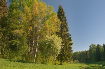 Картинка природа парк деревья мостик тропинка